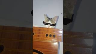 Meow swag😎😼🤙 #funnycat #cat #funny #cute #shorts #fyp #trending