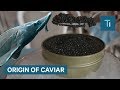 Why caviar is so expensive  so expensive