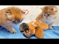 Curious kittens meet newborn siblings for the first time