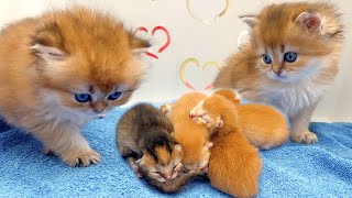 Curious kittens meet newborn siblings for the first time