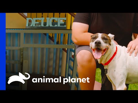 Deuces FINALLY Gets a Forever Home! | Pit Bulls & Parolees