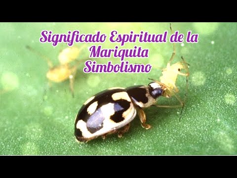 El simbolismo detrás de una catarina roja: todo lo que debes saber