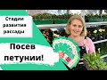 Лучший способ ПОСЕВА ПЕТУНИИ! Успех гарантирован!!! Стадии развития рассады