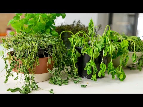 Video: Når skal man plante myntefrø – tips for såing av myntefrø i hager