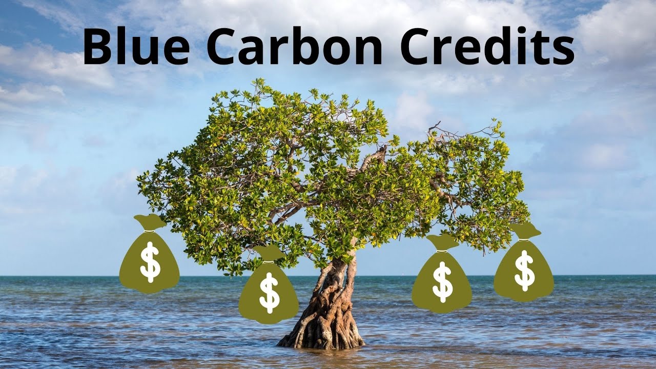 How to invest in Blue Carbon Credits 