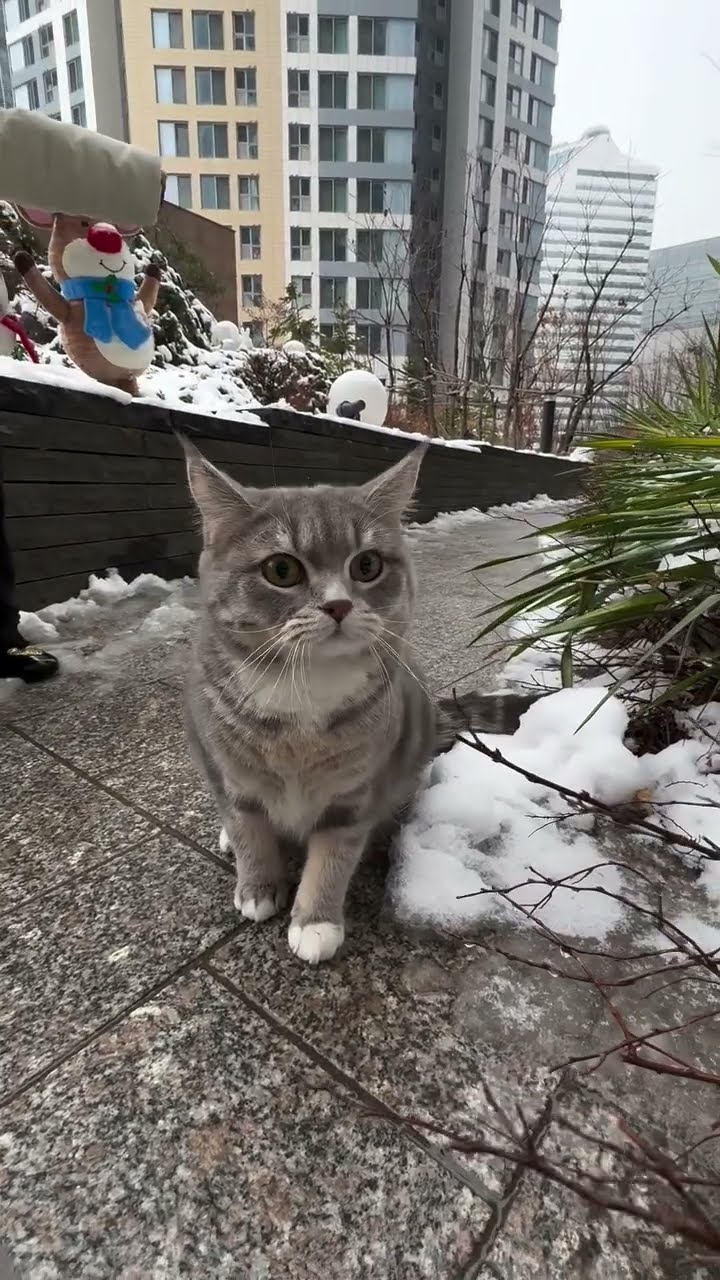 Top des vidéos très mignon