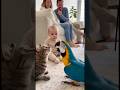 オウムの鳴き声が猫になって赤ちゃん固まってしまう👶🦜#parrot #baby #cute #funny #shorts #赤ちゃん #オウム