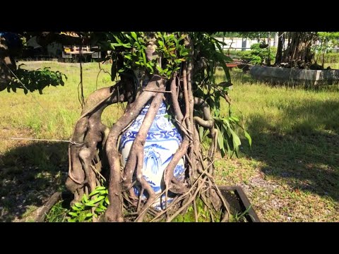 Video 2 Cây Sanh Siêu Khủng Ôm Bình Hoa Max Đẹp - Cây Cảnh... - youtube