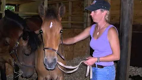 Introducing Understanding Equus with Debbie Reilly