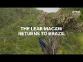 Environmental sustainability, with EGP the Lear Macaw parrot returns to fly