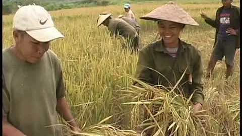 Rice Harvesting Systems (English) - DayDayNews