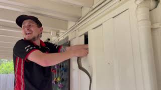 Famous Carpet python hiding behind house wall 🐍 (brisbane north snake catcher) Net Worth