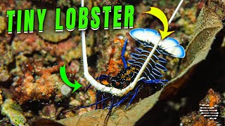 Tiny Lobster Boasts Magnificent Whiskers