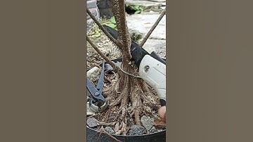 Bonsai cut ASMR by tools #bonsai #mjbonsaidaily #shorts #yearofyou #bonsaitree