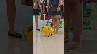 Kakaiba yung color nya! #weirddog #funnycolors #cutepets