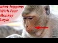 OMG !! What happens with Poor monkey Leyla | Why was she injured