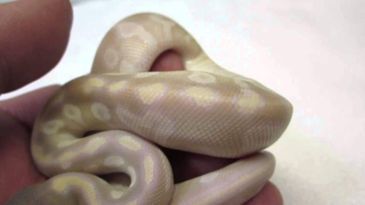 rat snakes in alabama Brian Gundy Shares Post Shed Video Of Gold Blush Crystal