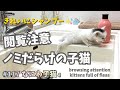 ノミだらけの体とさようなら✋🐾【猛暑の屋根裏で子猫保護・なにわ4】Picture of kitten rescue