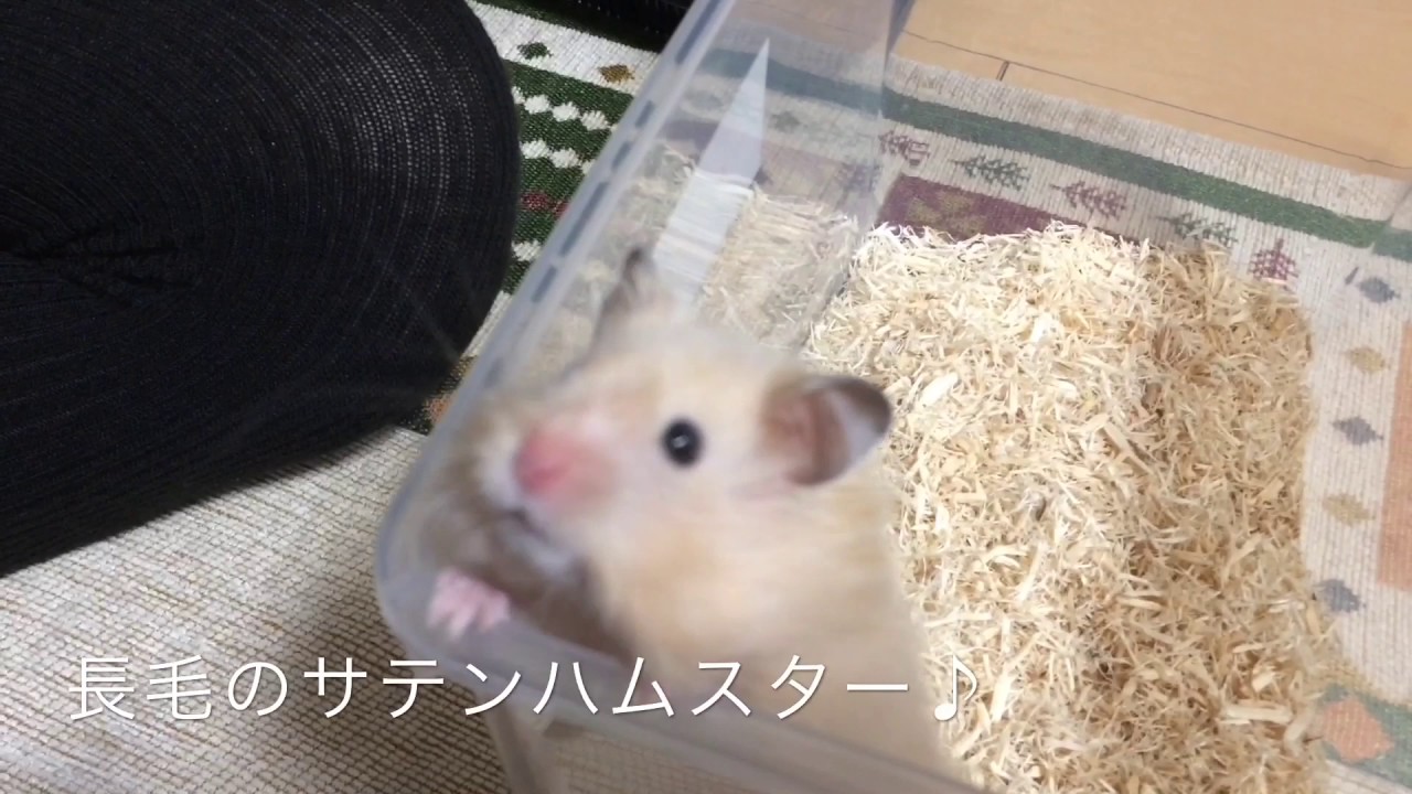 きなこの日常１ キンクマサテンハムスター 長毛 Youtube