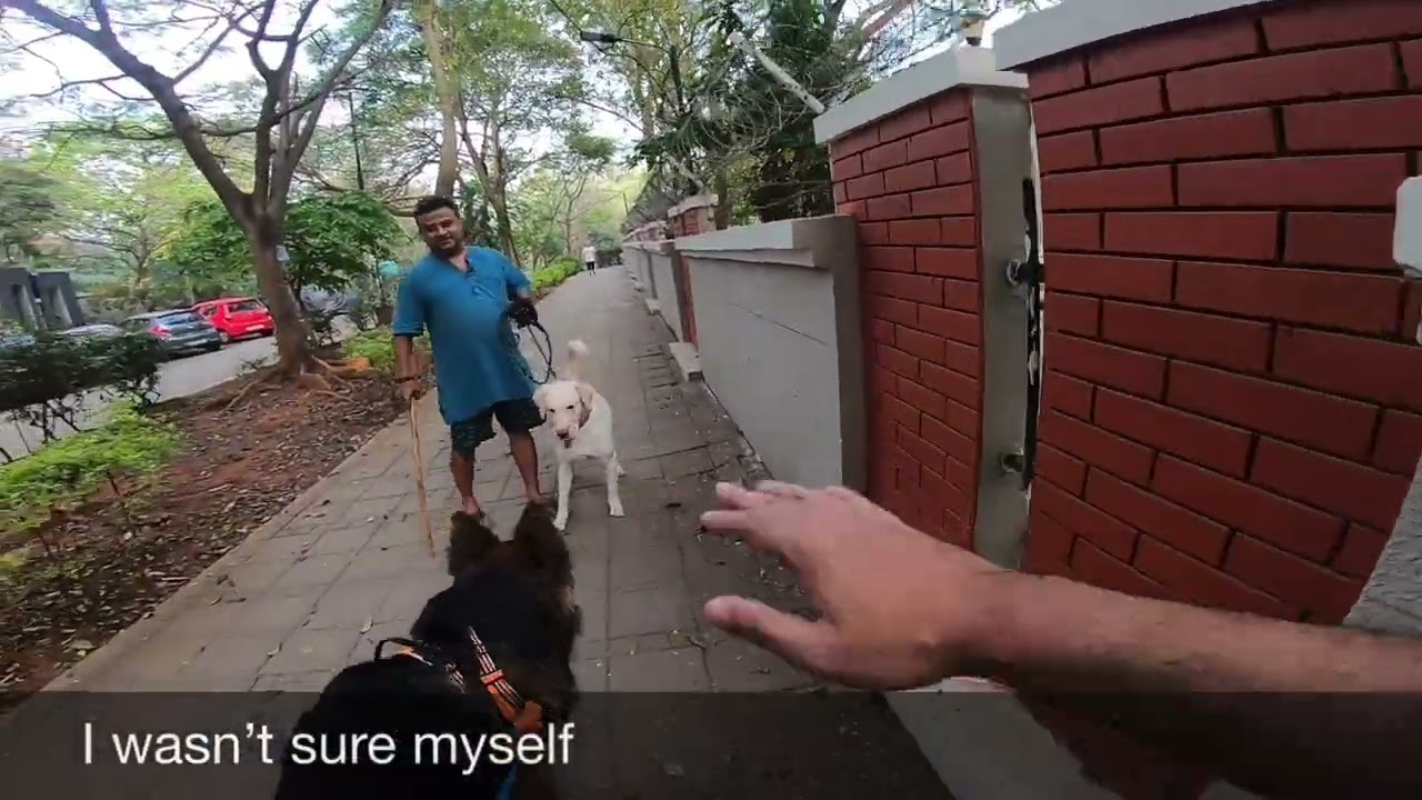 How a stick triggers aggressive response | Max | German Shepherd | Response to perceived threat