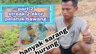 mikat pelatuk bawang part 2