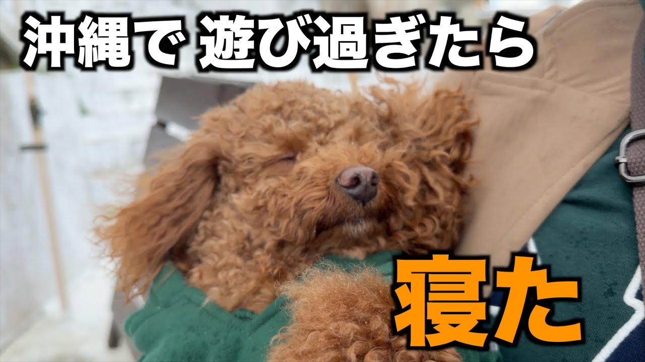 【沖縄旅行編＃３】ウミカジテラスと国際通りを散歩する大きめトイプードルの茶太郎