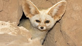 Фенек – милейший хищник дикой природы. Самая маленькая ЛИСА в мире! Пустынная лисица.