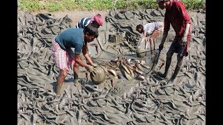 Stinging Catfish Fishing  By Hand / Accountable  Fish Catching in Mud Water Pond Part #5