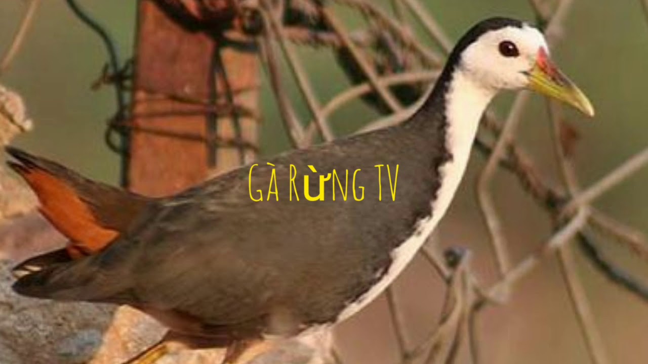 Tiếng quốc mồi. Nhậy nhất nhanh có bổi nhất