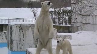 おっぱいをねだる声がだんだん大きくなるホッキョクグマ~Polar Bear
