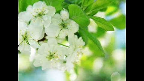 القارئ الطفل أحمد سعود صوت جميل ما تيسر من القرآن الكريم🌷💗