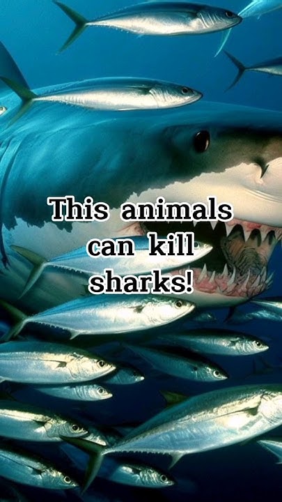 This animals can easily hunt sharks #shorts #animals #wildlife #