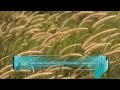 تحميل فيديو خلفية طبيعية هادئة: حركة بطيئة للحشائش والرياح (بدون حقوق) - HD
