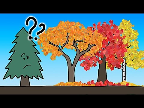 Почему листья меняют цвет на самом деле?