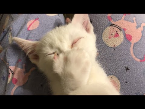 Kitten Sucks His “Thumb” 👋🐱