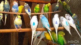Beautiful Love Birds Beautiful Budgie Parrot Sound #birds #sound #budgies