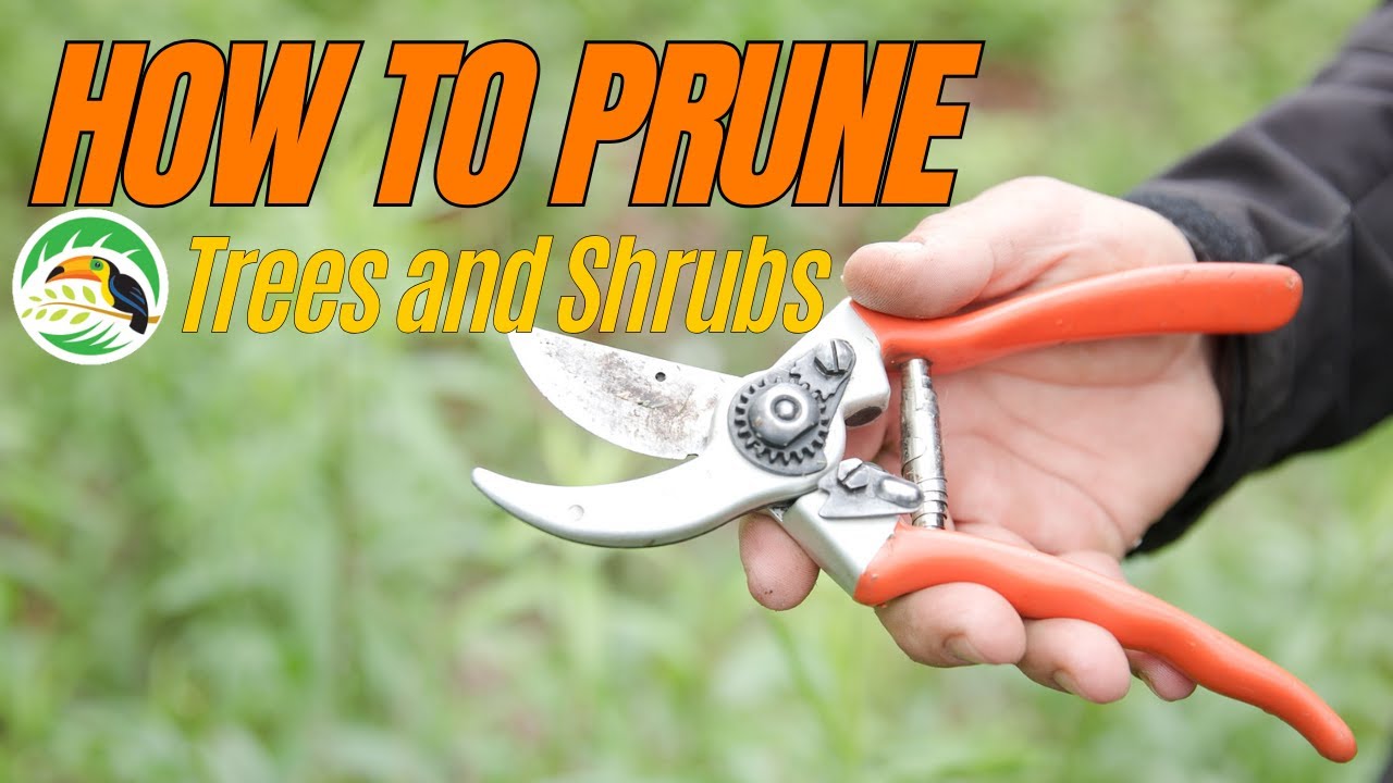 How to Prune Trees & Shrubs | Seasonal Tips for Healthier Landscaping ...