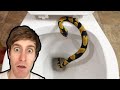 Will it Flush? COMPILATION 😱 Craziest Flushes!