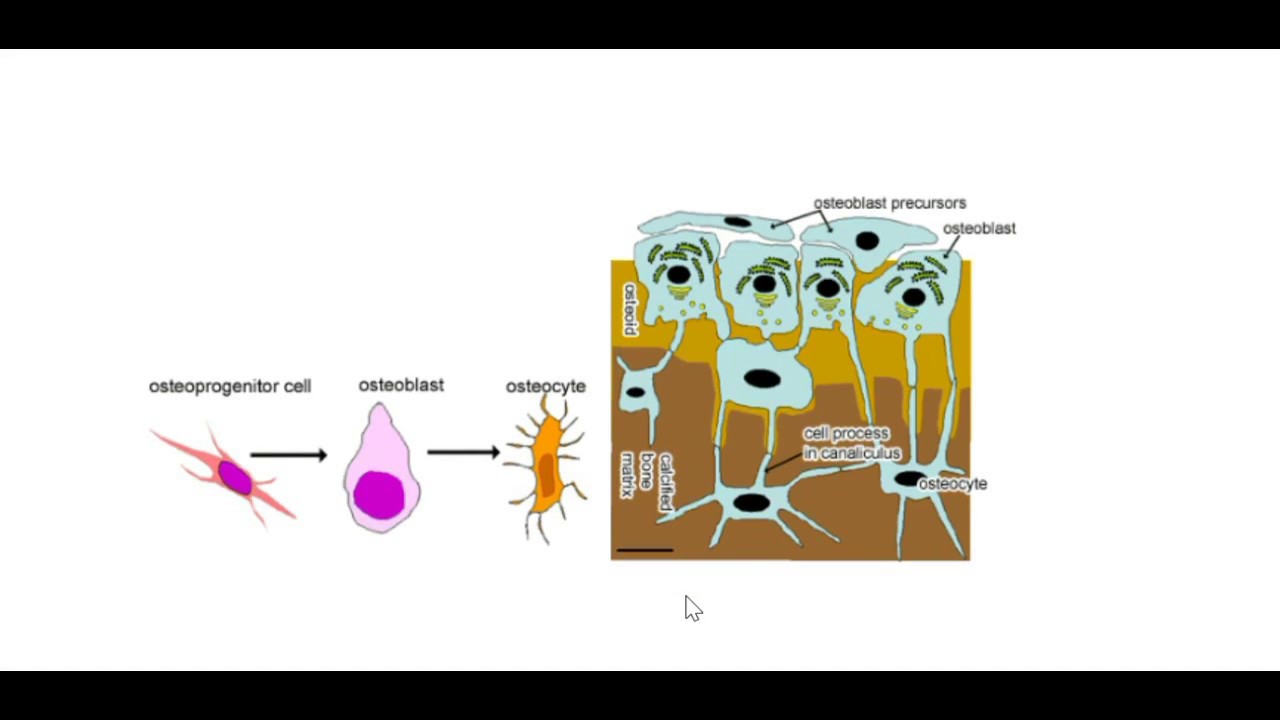 Histologi läkarprogrammet (termin 2)- Ben och bindväv - YouTube