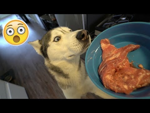 Quick Answer Is It Ok To Give Dogs Pork Neck Bones Bikehike Quick Answer Is It Ok To Give Dogs Pork Neck Bones Bikehike