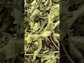 متوفر في مركز العناية الذهبية عشبة المليسة 200 غرام: 2 دولار ، للطلب عبر الرقم: 0096171255276
