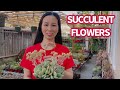 #423 WHAT TO DO WITH SUCCULENT FLOWERS | Hoa sen đá