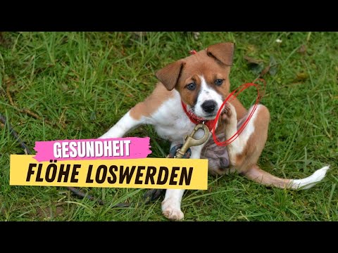 Video: Wie man Hundeflöhe mit einer Seifenmassage-Behandlung loswird