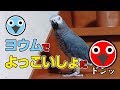 鳥の太鼓の達人。おもしろいくらい「よっこいしょ」のおしゃべり。ヨウムって賢い！