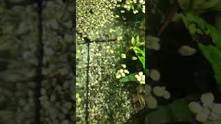 Aquarium top view🐠