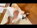 心を許しすぎると猫はこんな転がり方になりますw【 #Shorts 】