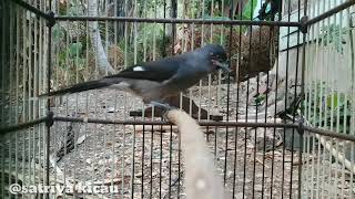 MURAI AIR MANCUR Suara Tajam GACOR UNTUK MASTERAN