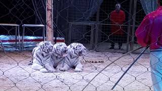 Белые тигры итальянский цирк Лидия Тоньи  tigri siberiane circo Lidia Togni