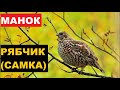 🔊ГОЛОС (МАНОК) РЯБЧИК САМКА