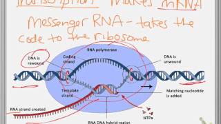 keystone biology quick review protein synthesis